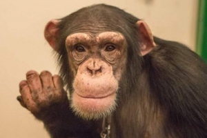 Majmun vozio odbojnik iza kulisa: video, mešajući korisnike interneta Majmun vozio odbojnik iza kulisa: video, mešajući korisnike interneta